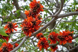 Arbre corail
